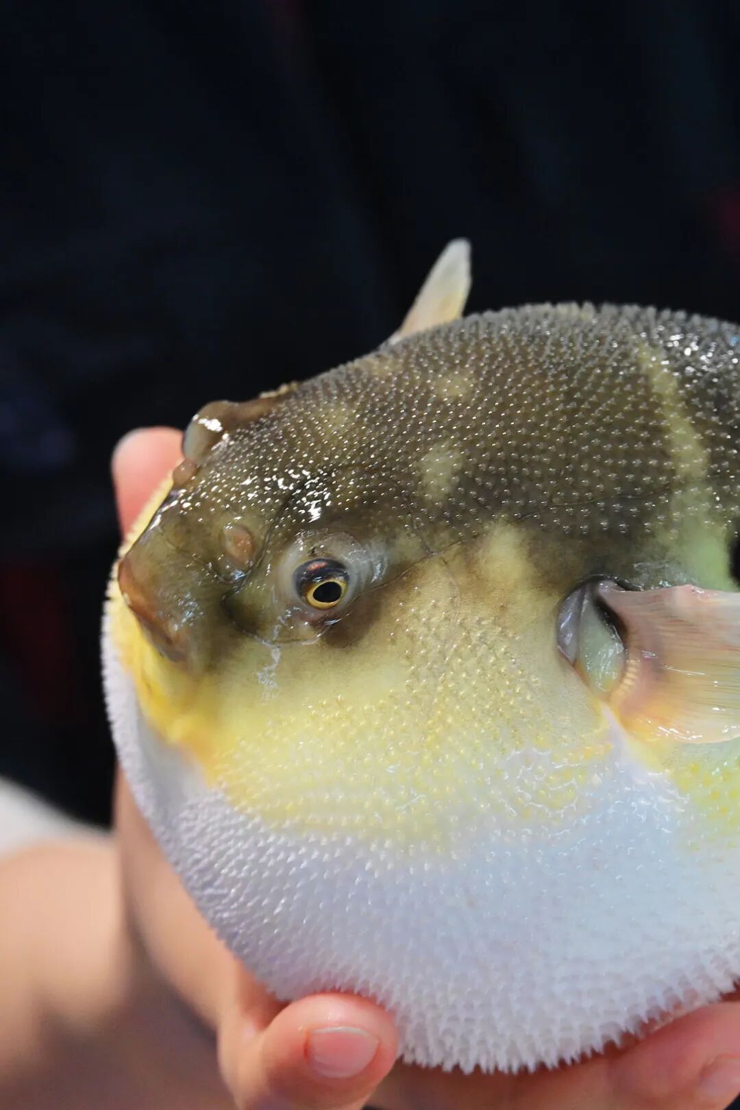 The Most Overlooked City in Jiangsu: How Does Its Spring Delicacies Outshine Yangzhou and Suzhou?