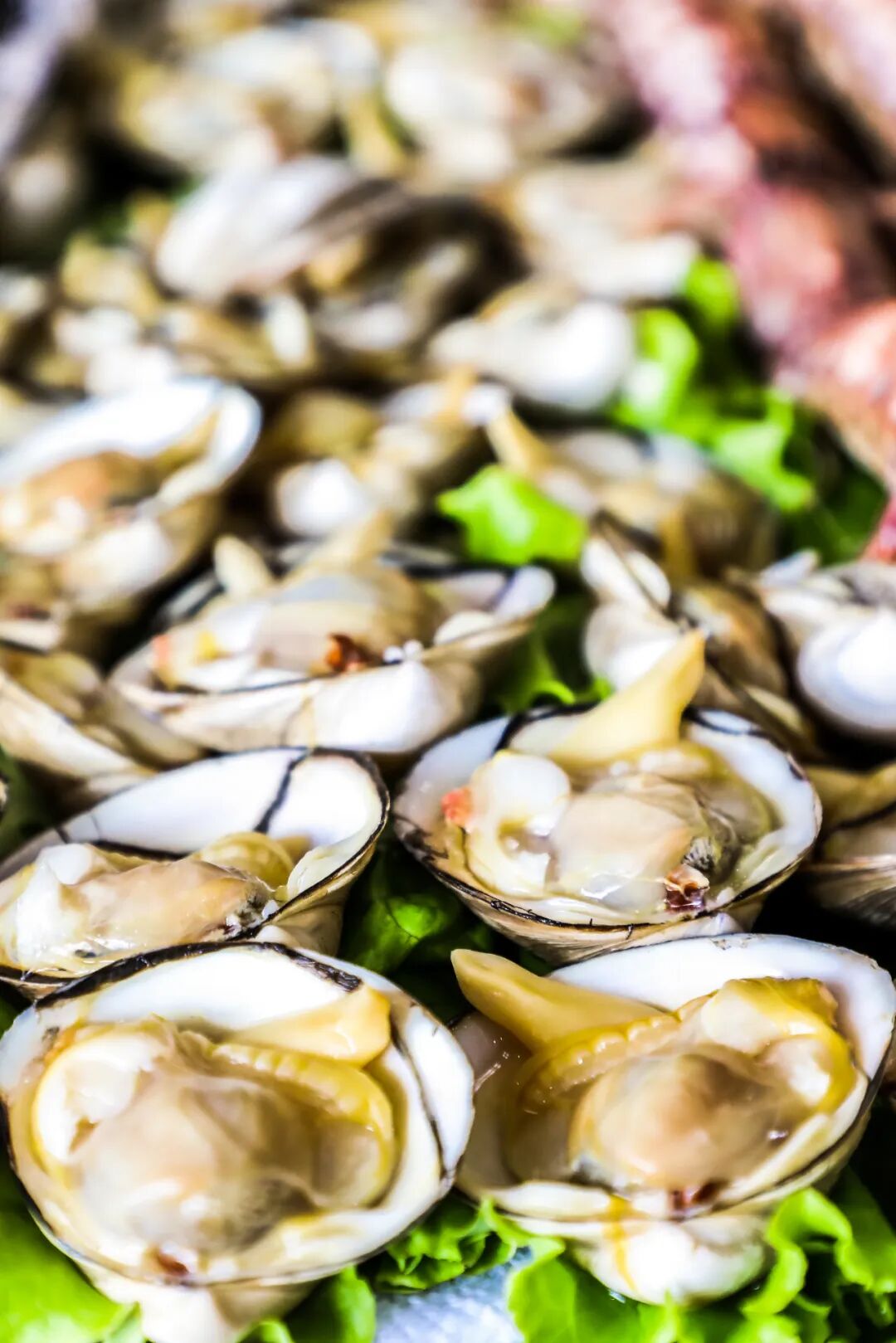 Image related to In This Hidden Seafood Paradise, Everyone Can Eat Their Fill of Clams!