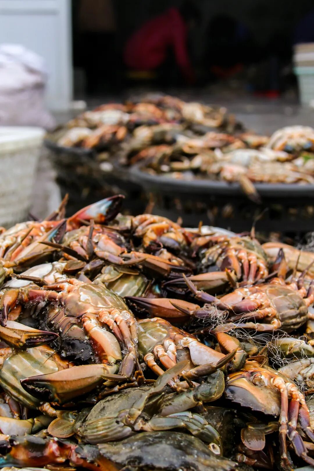 Image related to In This Hidden Seafood Paradise, Everyone Can Eat Their Fill of Clams!