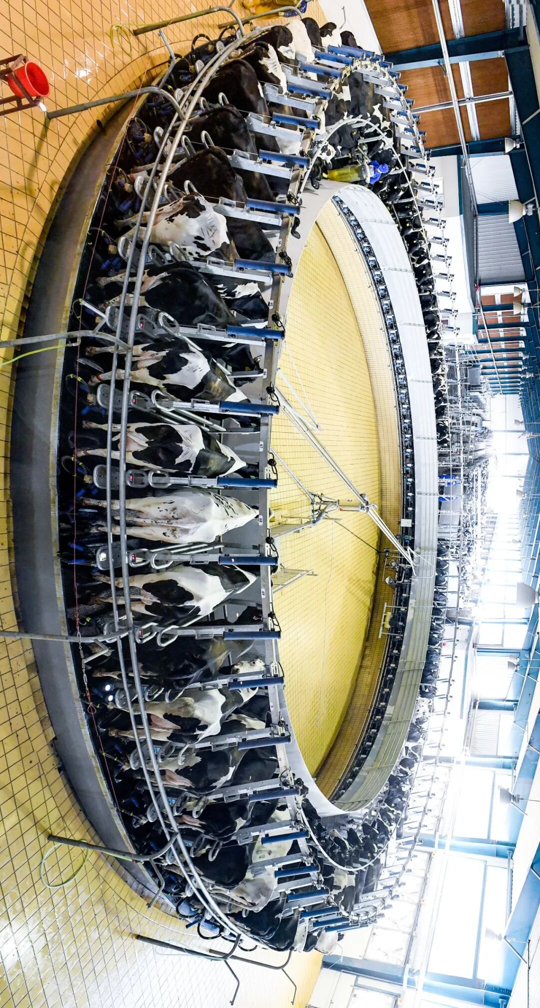Image related to How Spectacular Has Milk's Journey in China Been?