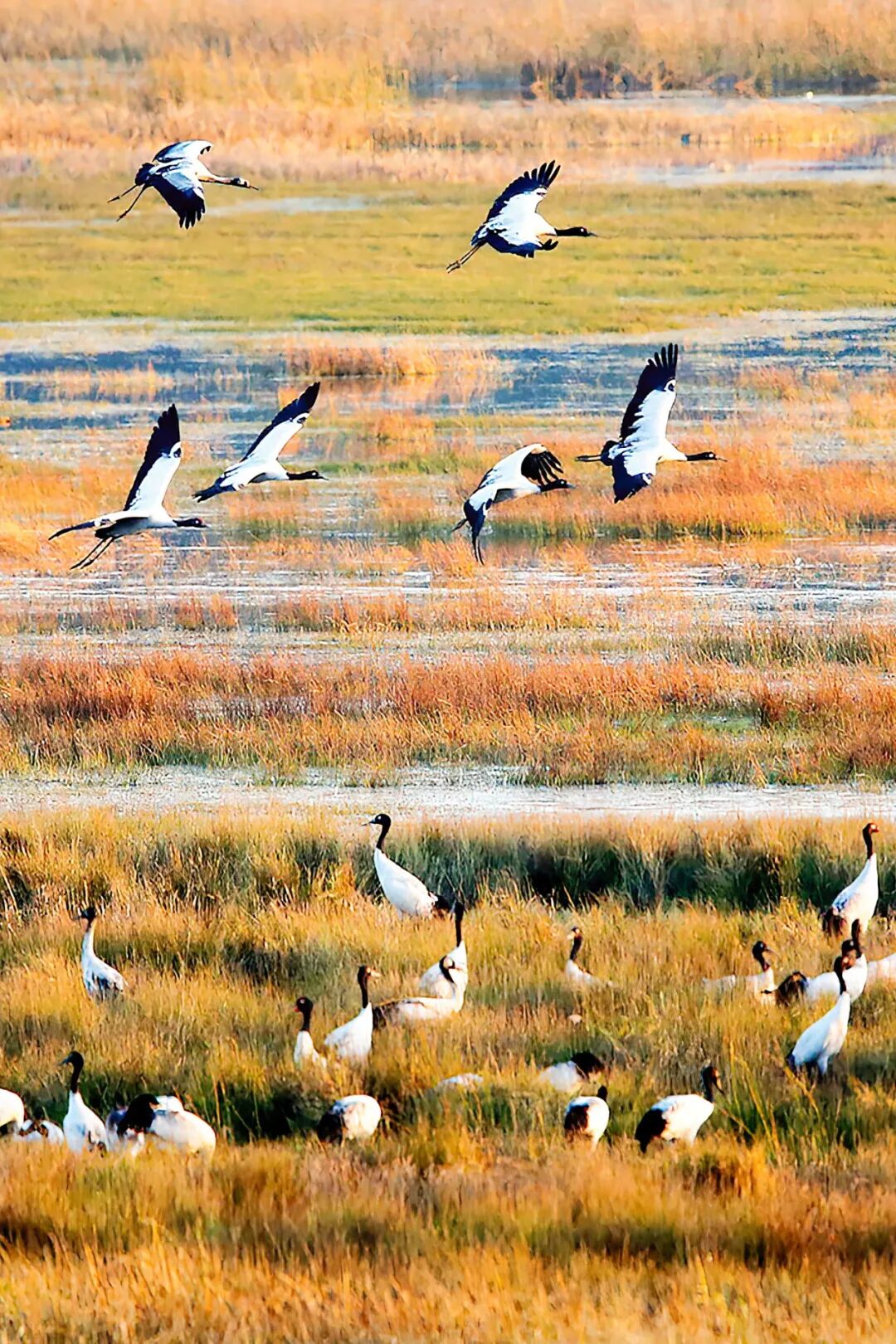 Image related to Why Guizhou is China's Best-Kept Winter Treasure Destination?