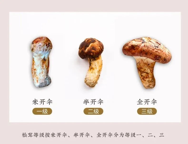 Image related to Southwest China's Summer Delicacy: Available Only One Month a Year