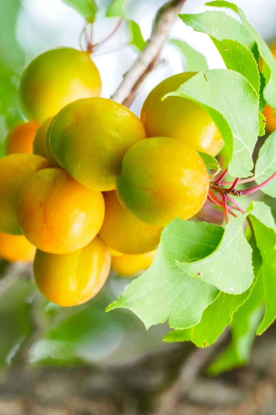 Image related to China's Fruit Hierarchy: Undisputed King Reigns Supreme