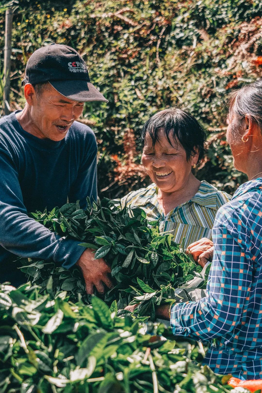 Image related to From Intangible Heritage to Global Matcha Powerhouse: How This Southwest Province Made It