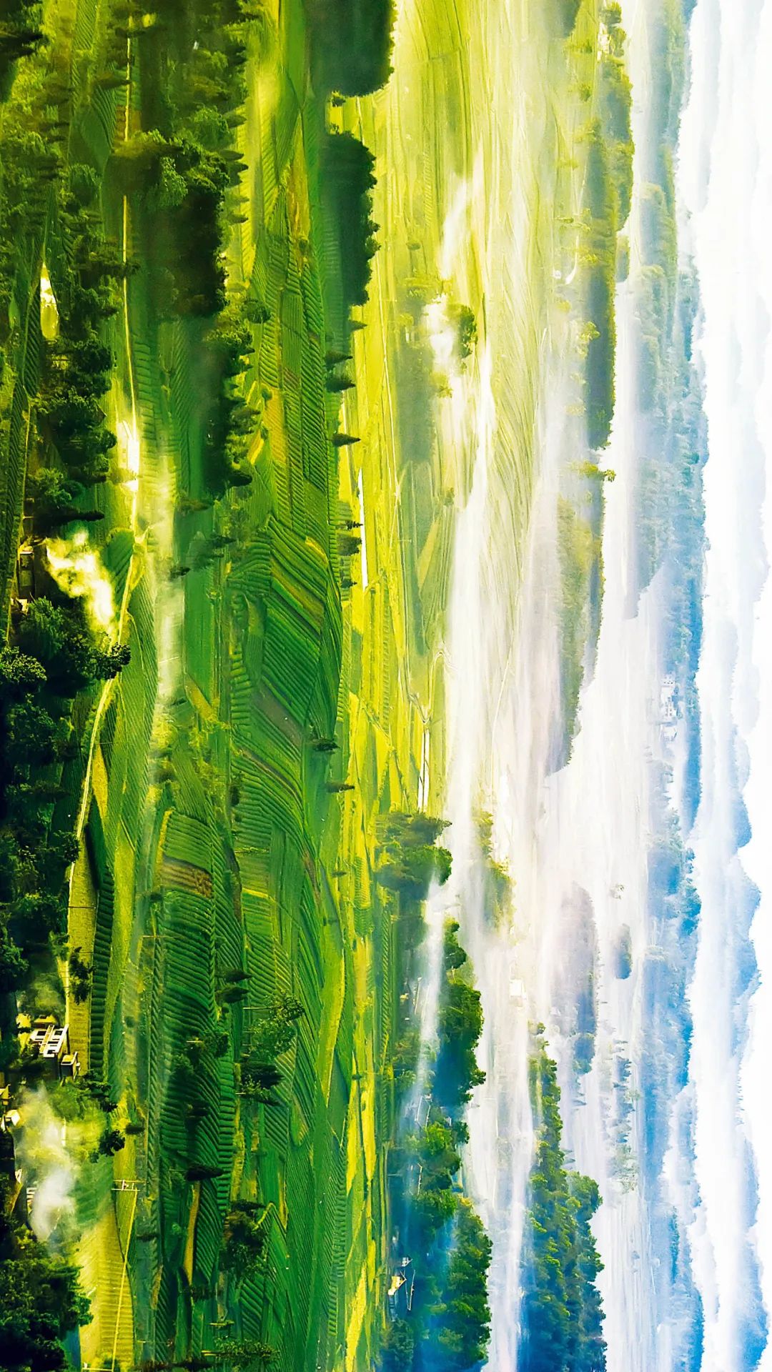 Image related to From Intangible Heritage to Global Matcha Powerhouse: How This Southwest Province Made It