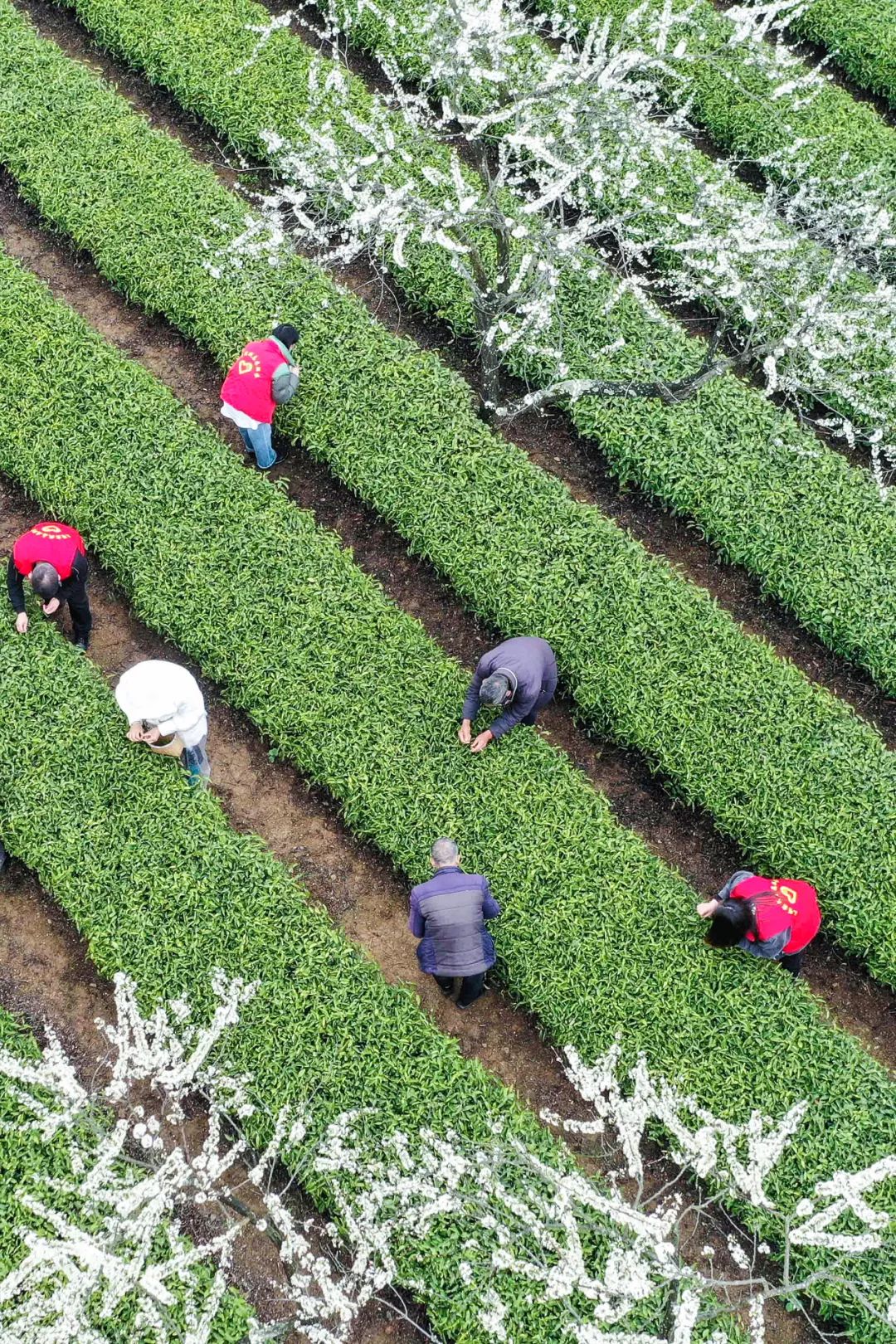 Image related to From Intangible Heritage to Global Matcha Powerhouse: How This Southwest Province Made It