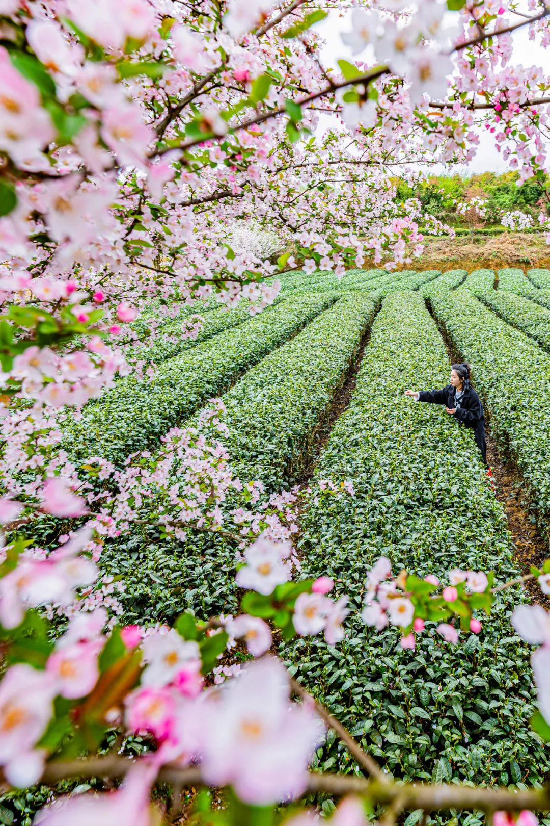 Image related to From Intangible Heritage to Global Matcha Powerhouse: How This Southwest Province Made It