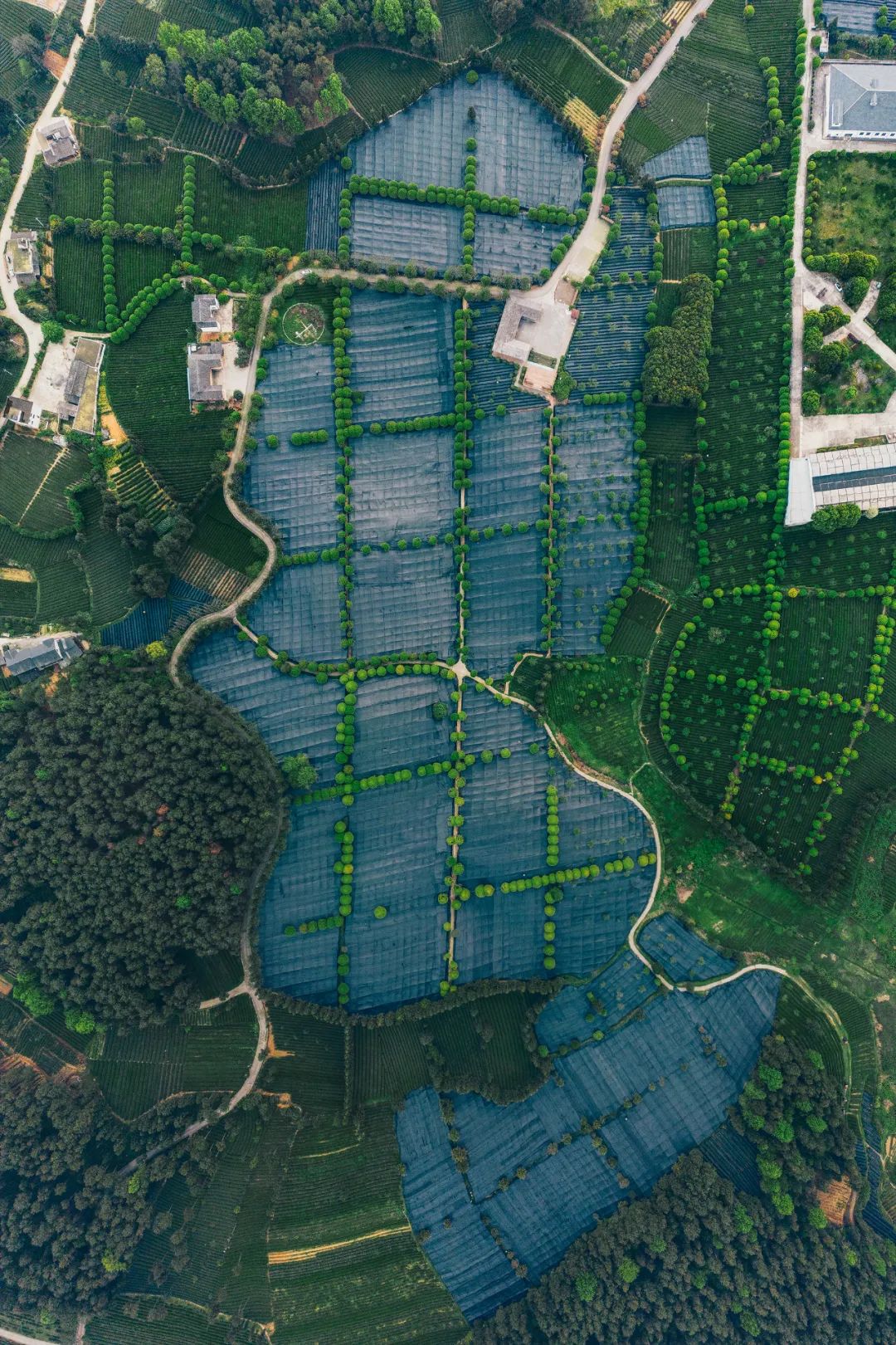Image related to From Intangible Heritage to Global Matcha Powerhouse: How This Southwest Province Made It