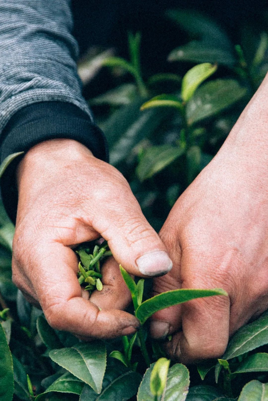 Image related to From Intangible Heritage to Global Matcha Powerhouse: How This Southwest Province Made It