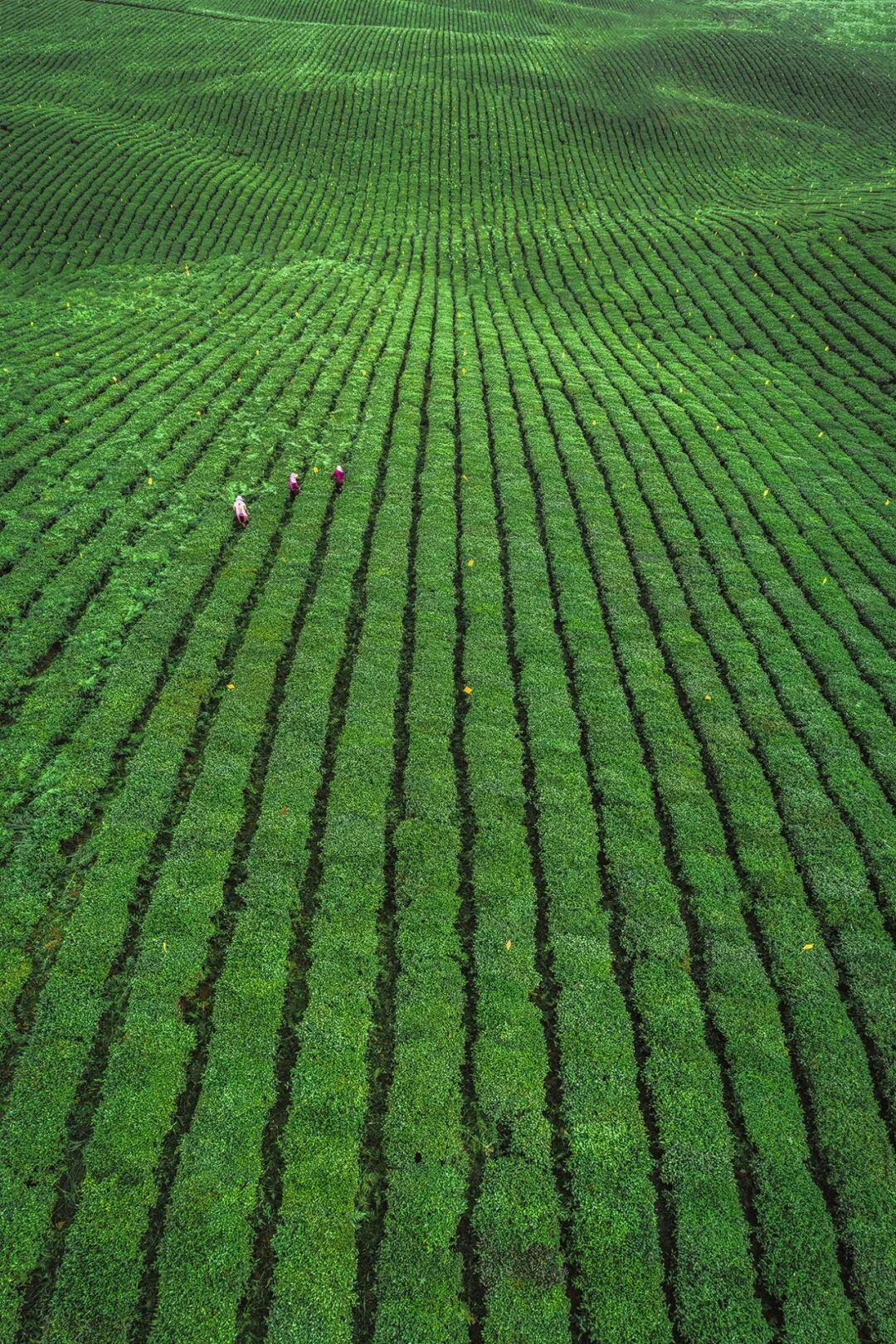 Image related to From Intangible Heritage to Global Matcha Powerhouse: How This Southwest Province Made It