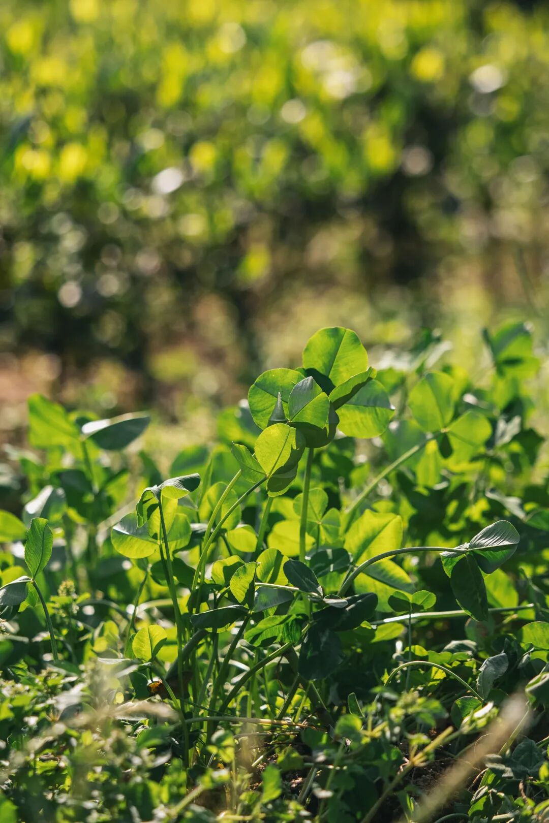 Image related to From Intangible Heritage to Global Matcha Powerhouse: How This Southwest Province Made It