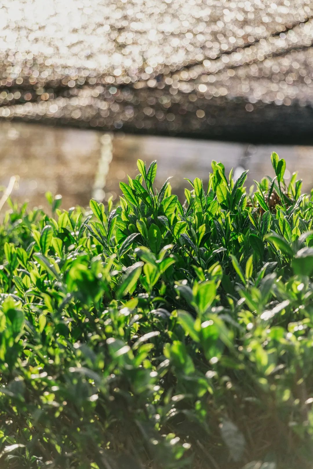Image related to From Intangible Heritage to Global Matcha Powerhouse: How This Southwest Province Made It