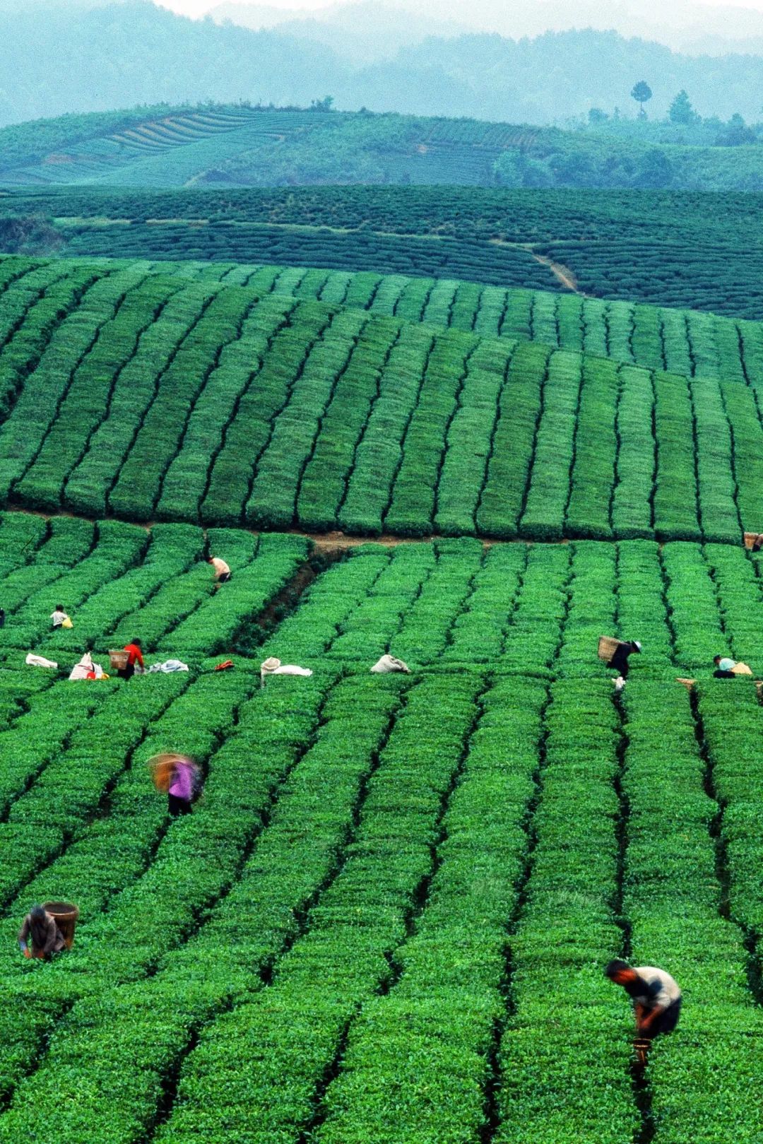 Image related to From Intangible Heritage to Global Matcha Powerhouse: How This Southwest Province Made It