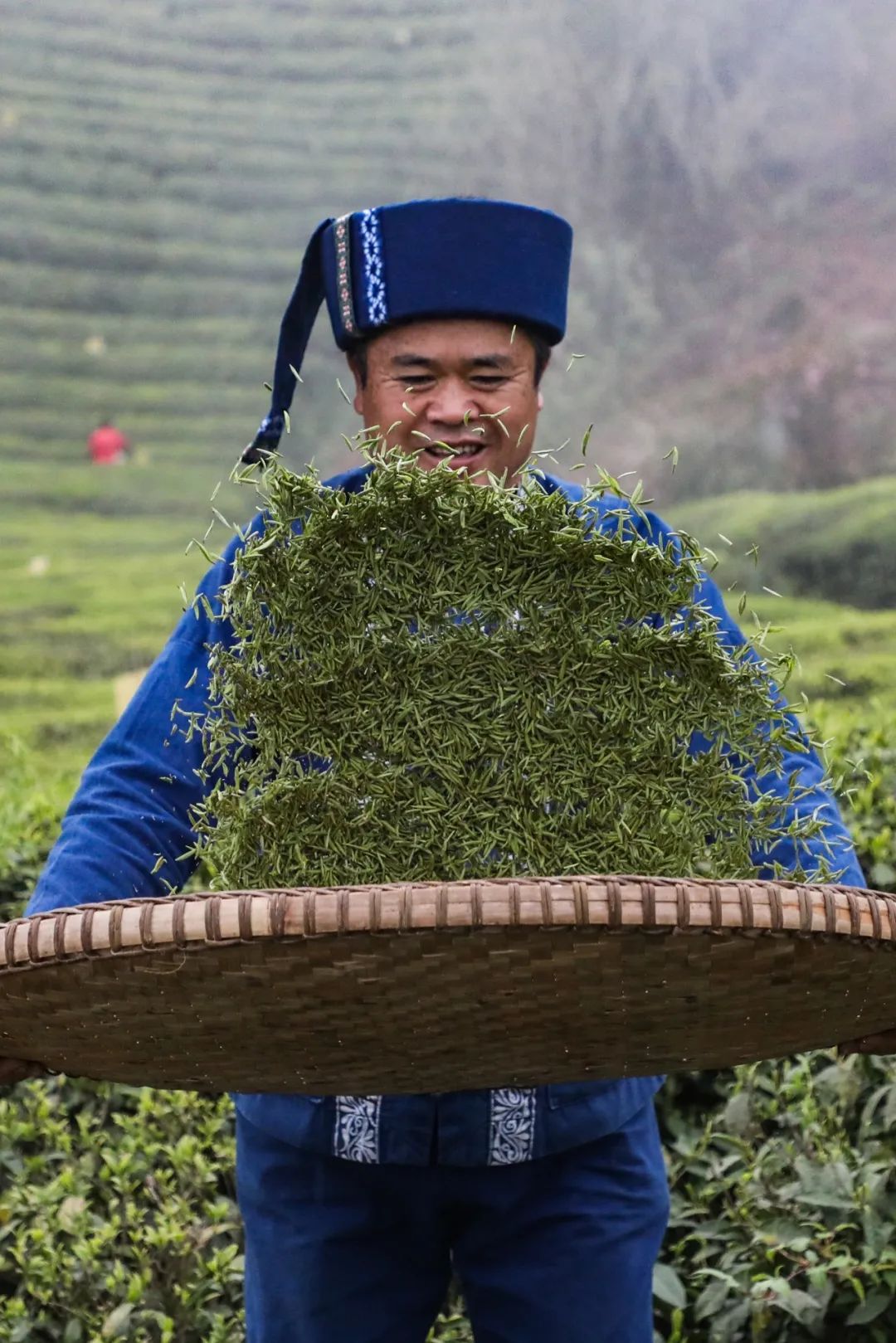 Image related to From Intangible Heritage to Global Matcha Powerhouse: How This Southwest Province Made It