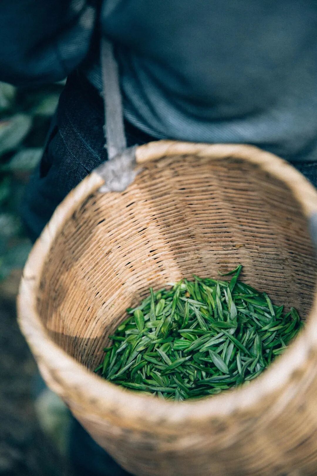 Image related to From Intangible Heritage to Global Matcha Powerhouse: How This Southwest Province Made It
