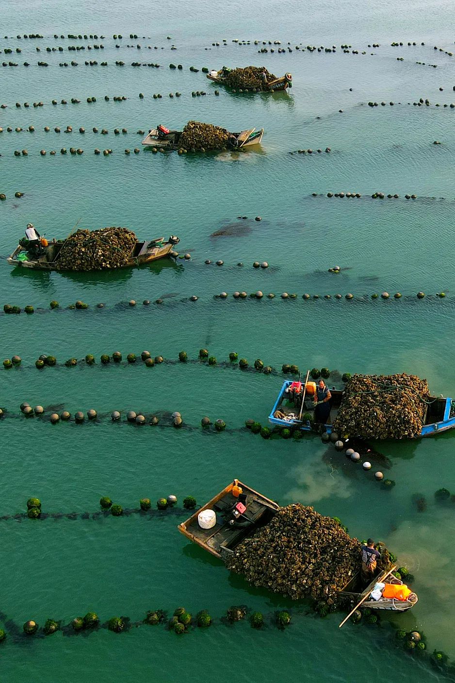 Image related to China's Top Seafood Province: How They're Dominating the Oyster Game