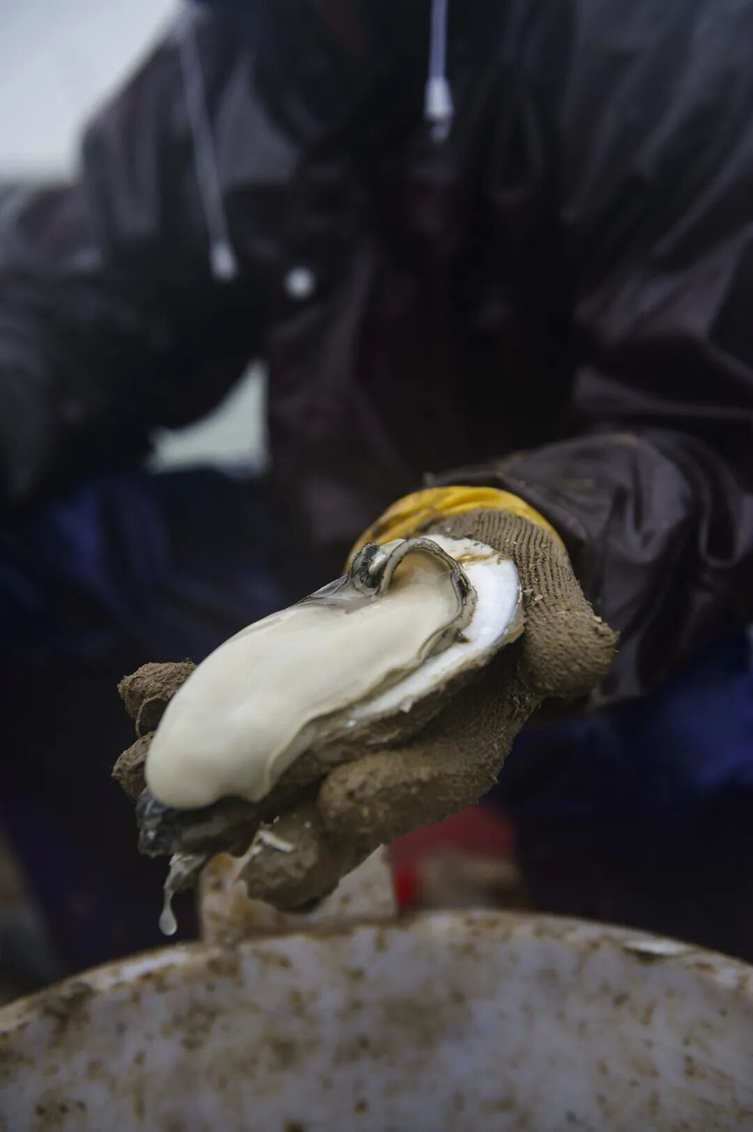 Image related to China's Top Seafood Province: How They're Dominating the Oyster Game