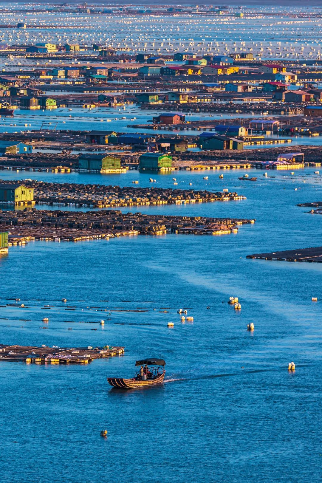 Image related to China's Top Seafood Province: How They're Dominating the Oyster Game