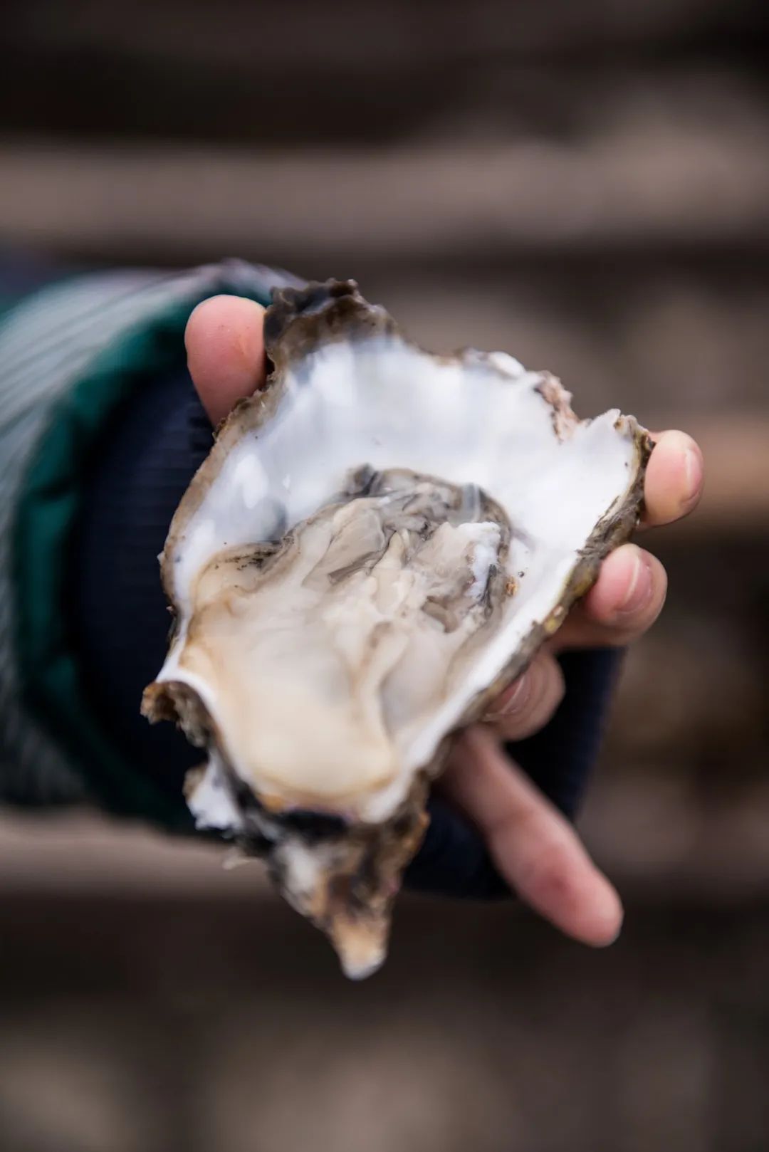 Image related to China's Top Seafood Province: How They're Dominating the Oyster Game