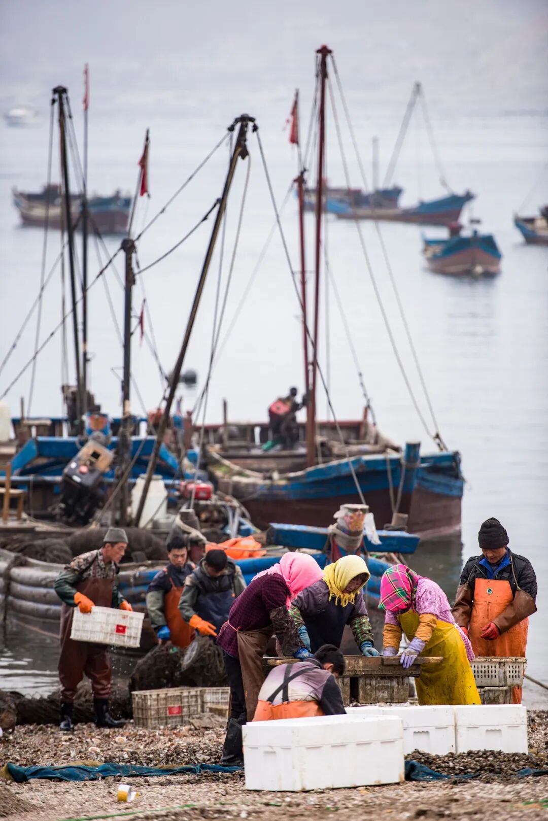 Image related to China's Top Seafood Province: How They're Dominating the Oyster Game