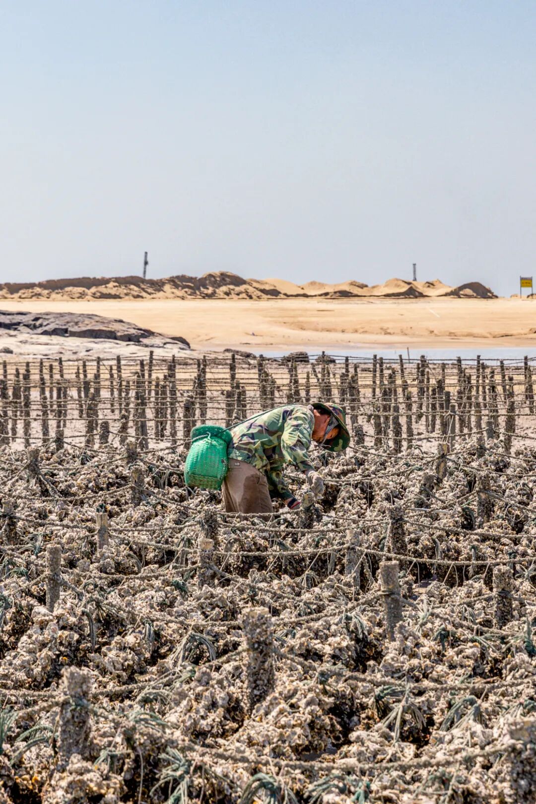 Image related to China's Top Seafood Province: How They're Dominating the Oyster Game