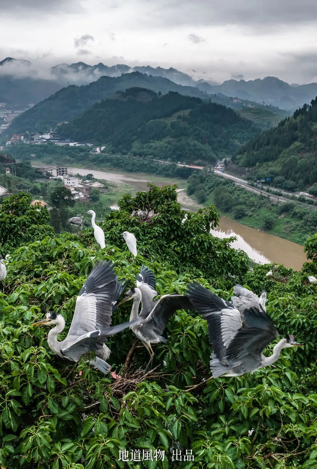 What's It Like to Work at Moutai Distillery?