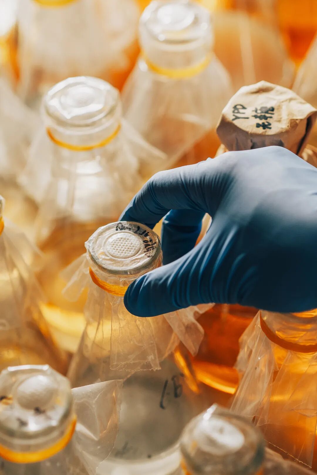 Image related to What's It Like to Work at Moutai Distillery?