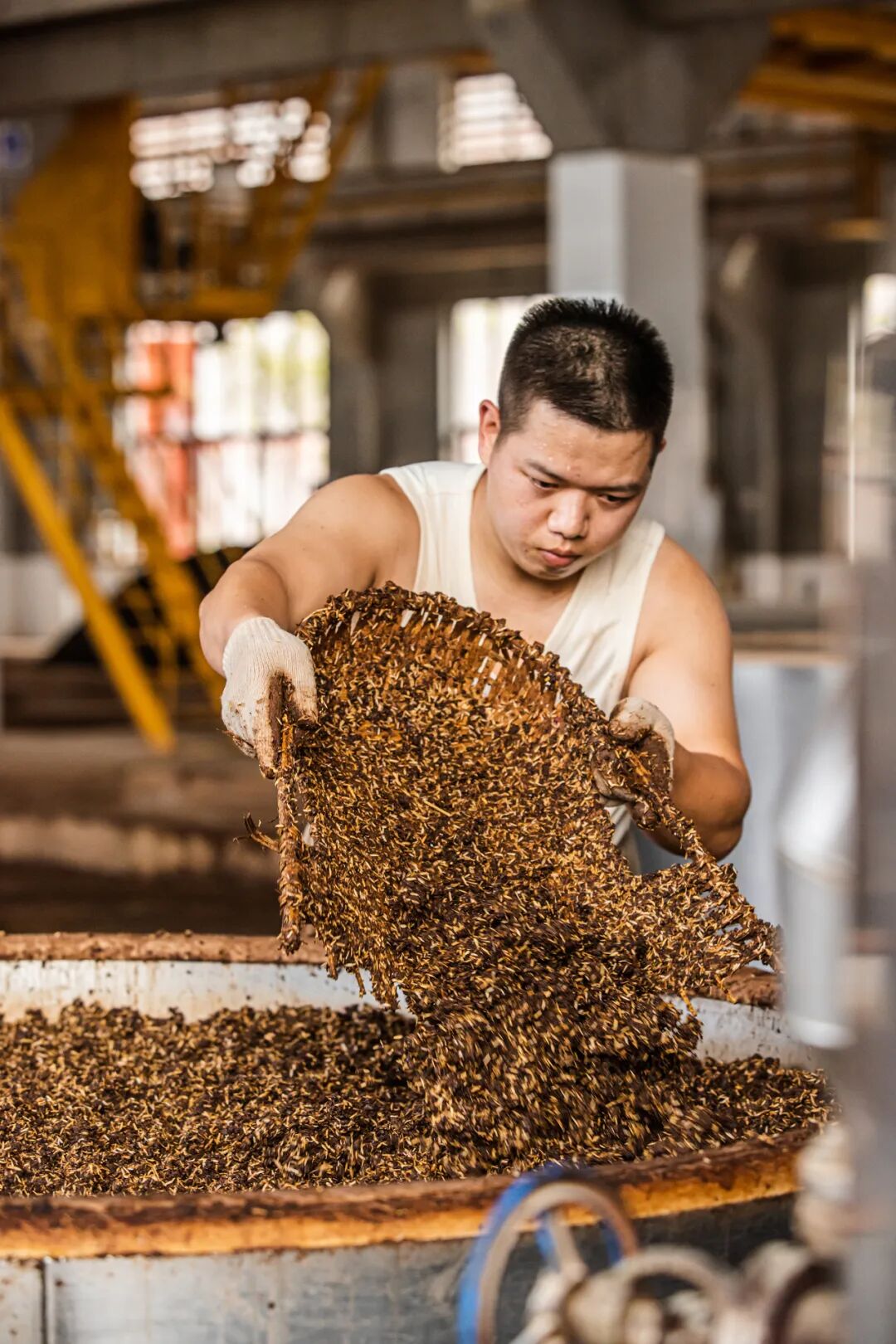Image related to What's It Like to Work at Moutai Distillery?