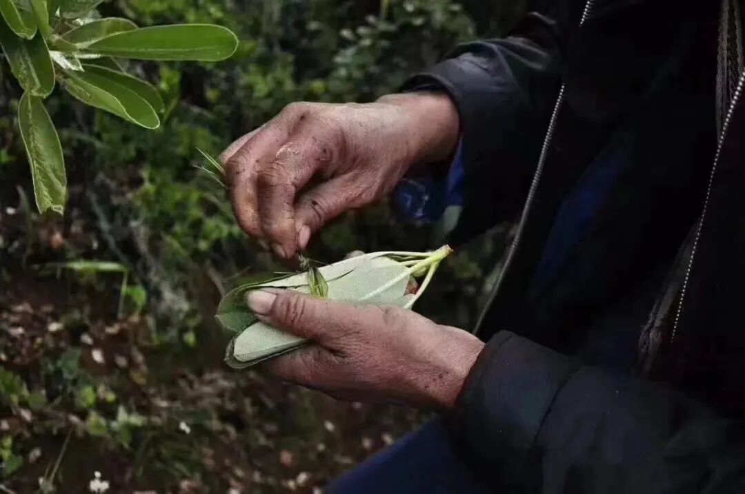 Image related to Southwest China's Summer Delicacy: Available Only One Month a Year