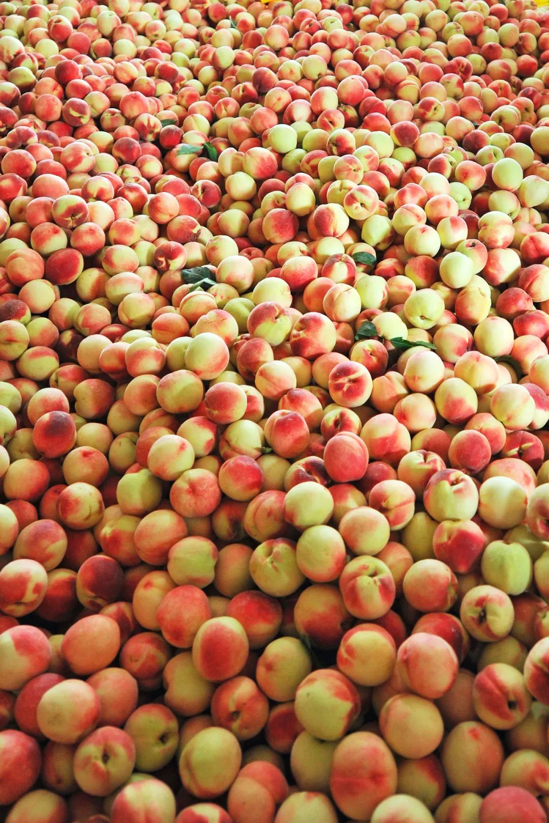 Image related to How Delicious Are Northern Peaches? Southerners Would Never Guess!