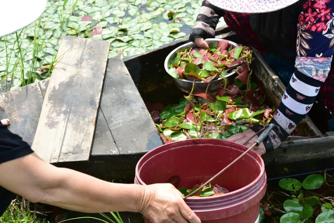 Image related to For Jiangnan People, All Nostalgia Is Found in the "Eight Aquatic Delicacies