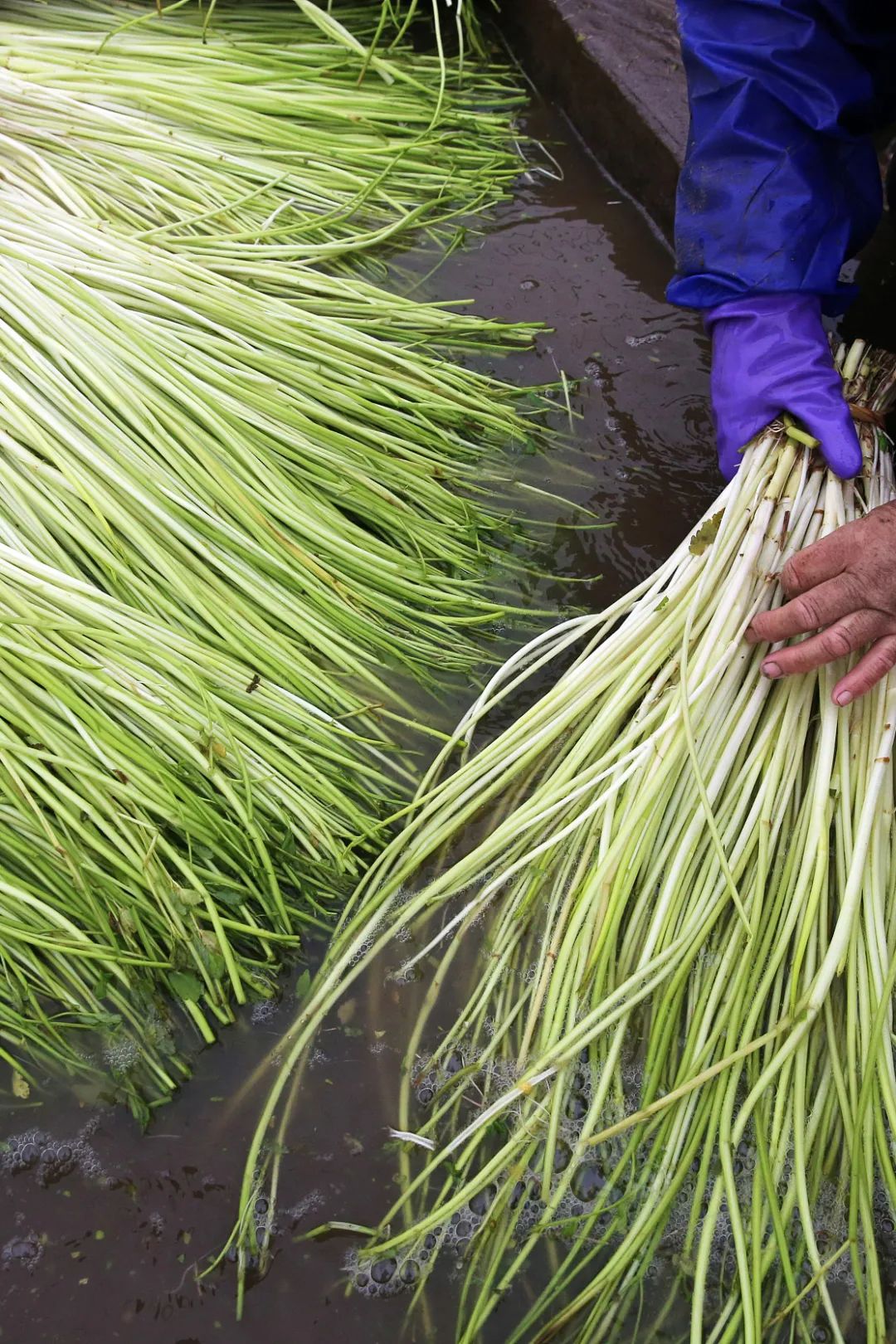 Image related to For Jiangnan People, All Nostalgia Is Found in the "Eight Aquatic Delicacies