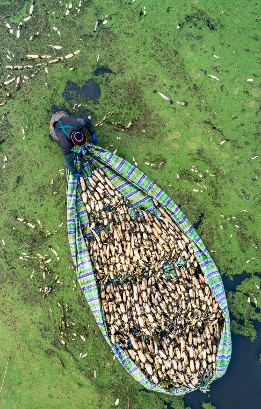 Image related to For Jiangnan People, All Nostalgia Is Found in the "Eight Aquatic Delicacies