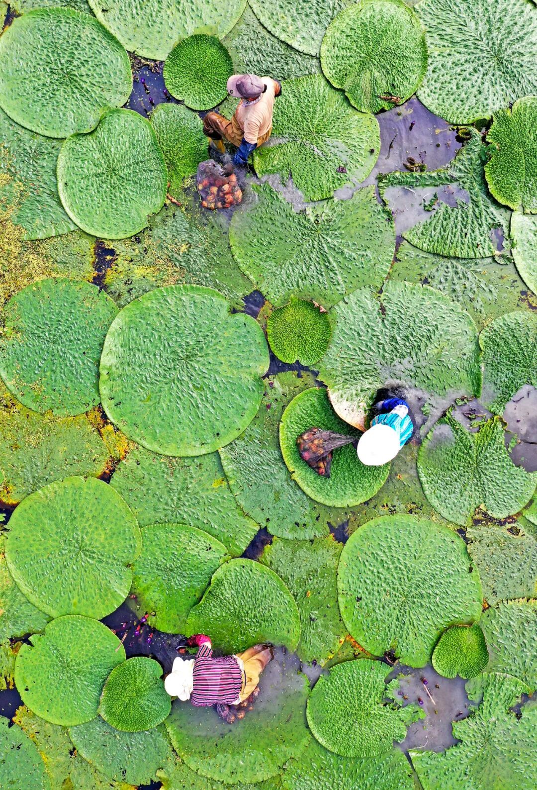 Image related to For Jiangnan People, All Nostalgia Is Found in the "Eight Aquatic Delicacies