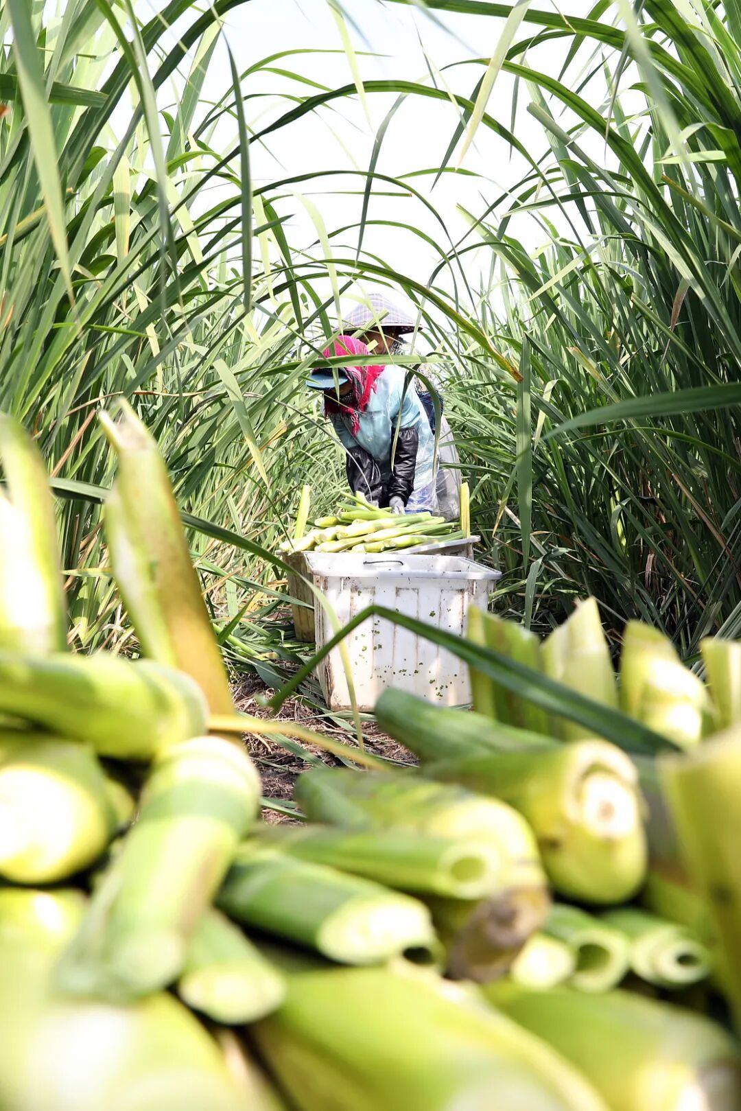 Image related to For Jiangnan People, All Nostalgia Is Found in the "Eight Aquatic Delicacies