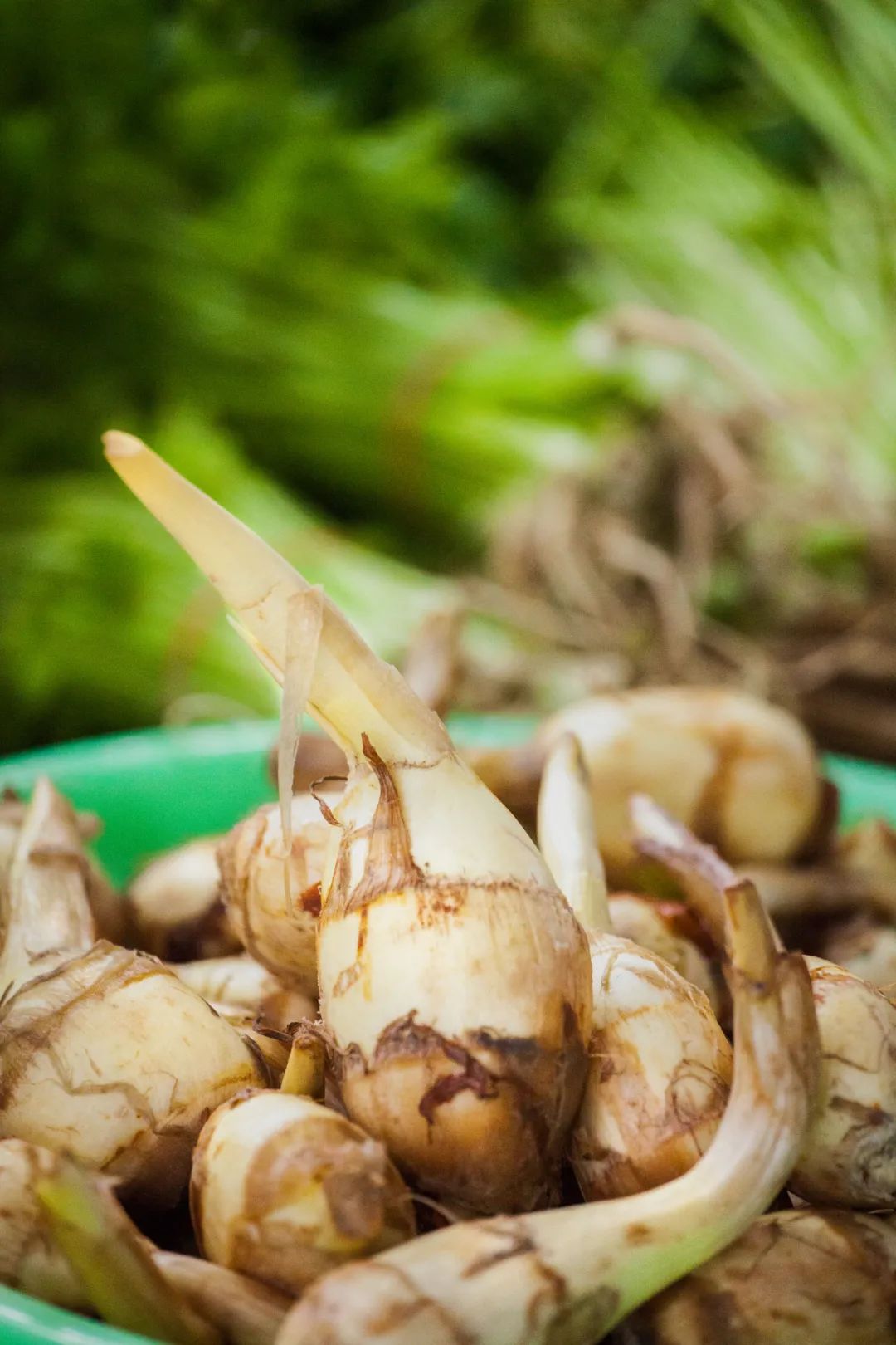 Image related to For Jiangnan People, All Nostalgia Is Found in the "Eight Aquatic Delicacies