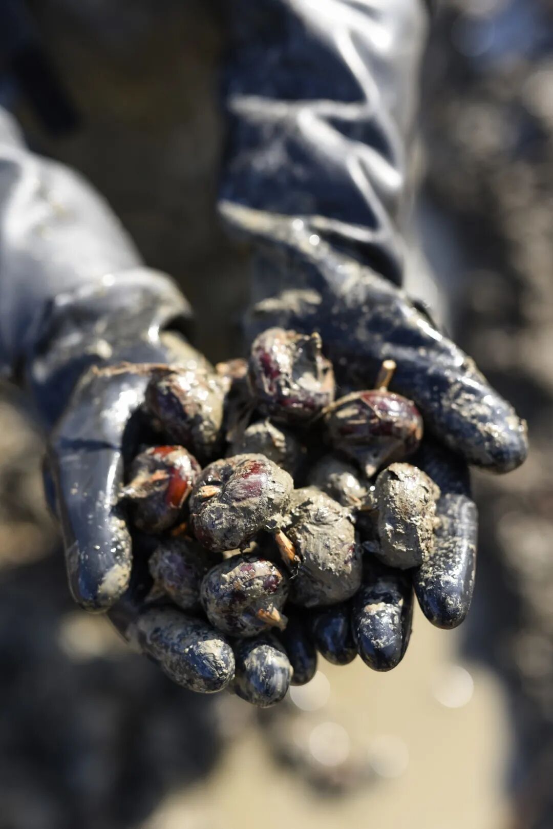 Image related to For Jiangnan People, All Nostalgia Is Found in the "Eight Aquatic Delicacies