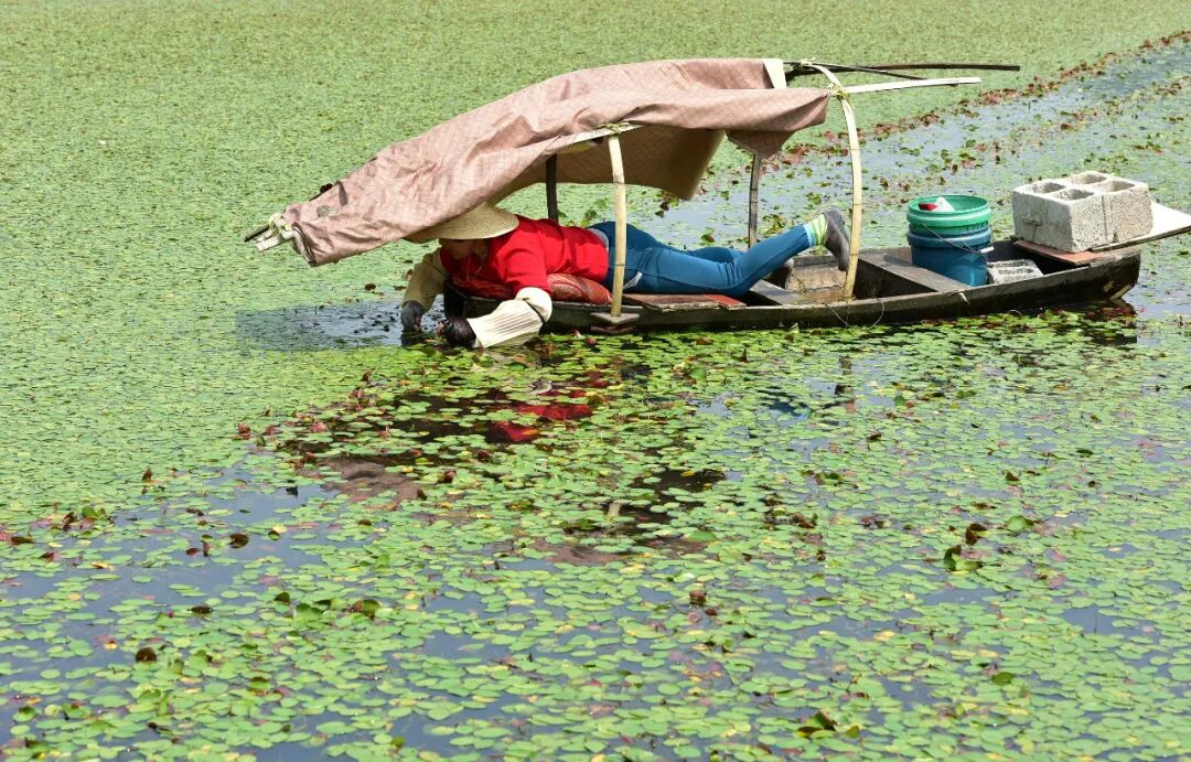 Image related to For Jiangnan People, All Nostalgia Is Found in the "Eight Aquatic Delicacies