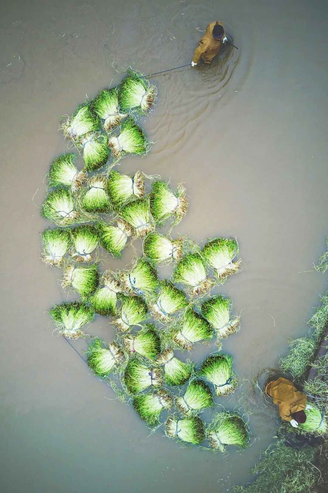 Image related to For Jiangnan People, All Nostalgia Is Found in the "Eight Aquatic Delicacies