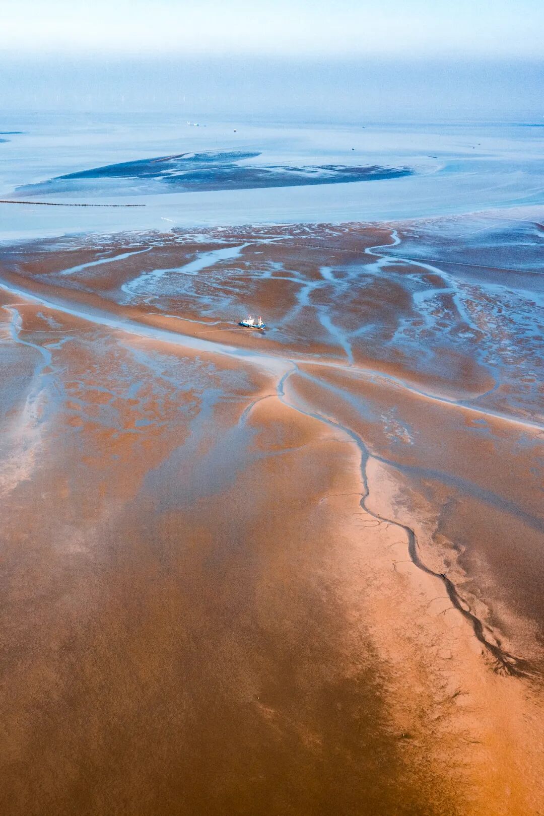 Image related to Discover Jiangsu's Hidden Seafood Paradise: All-You-Can-Eat Clams and Mud Snails from the Tidal Flats!