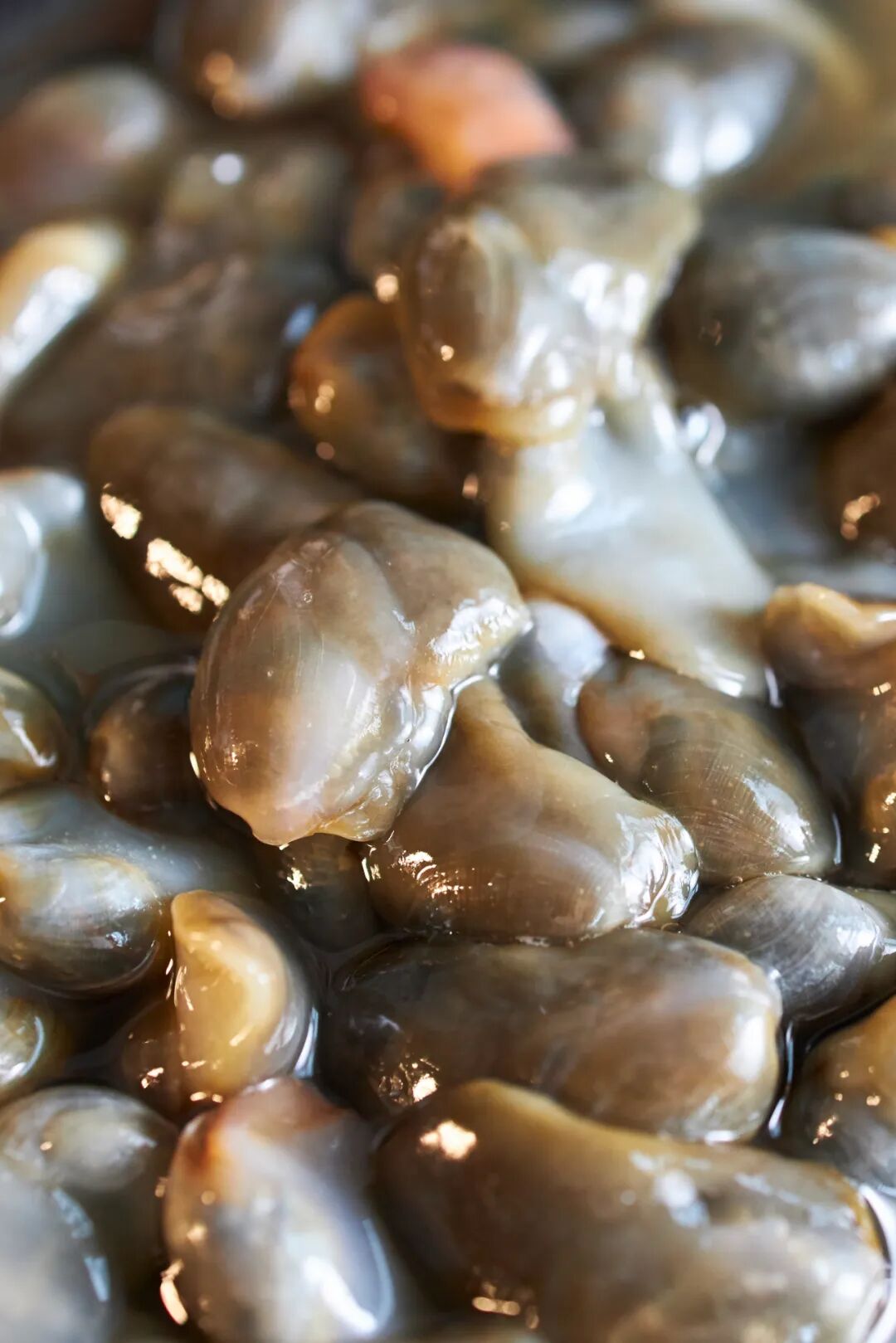 Image related to Discover Jiangsu's Hidden Seafood Paradise: All-You-Can-Eat Clams and Mud Snails from the Tidal Flats!