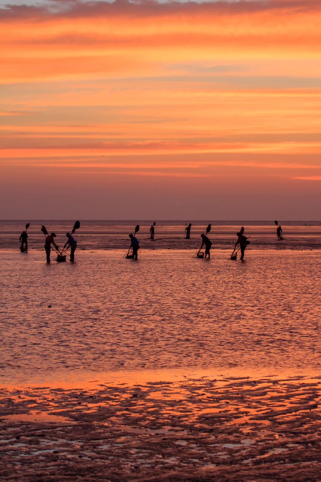 Image related to Discover Jiangsu's Hidden Seafood Paradise: All-You-Can-Eat Clams and Mud Snails from the Tidal Flats!