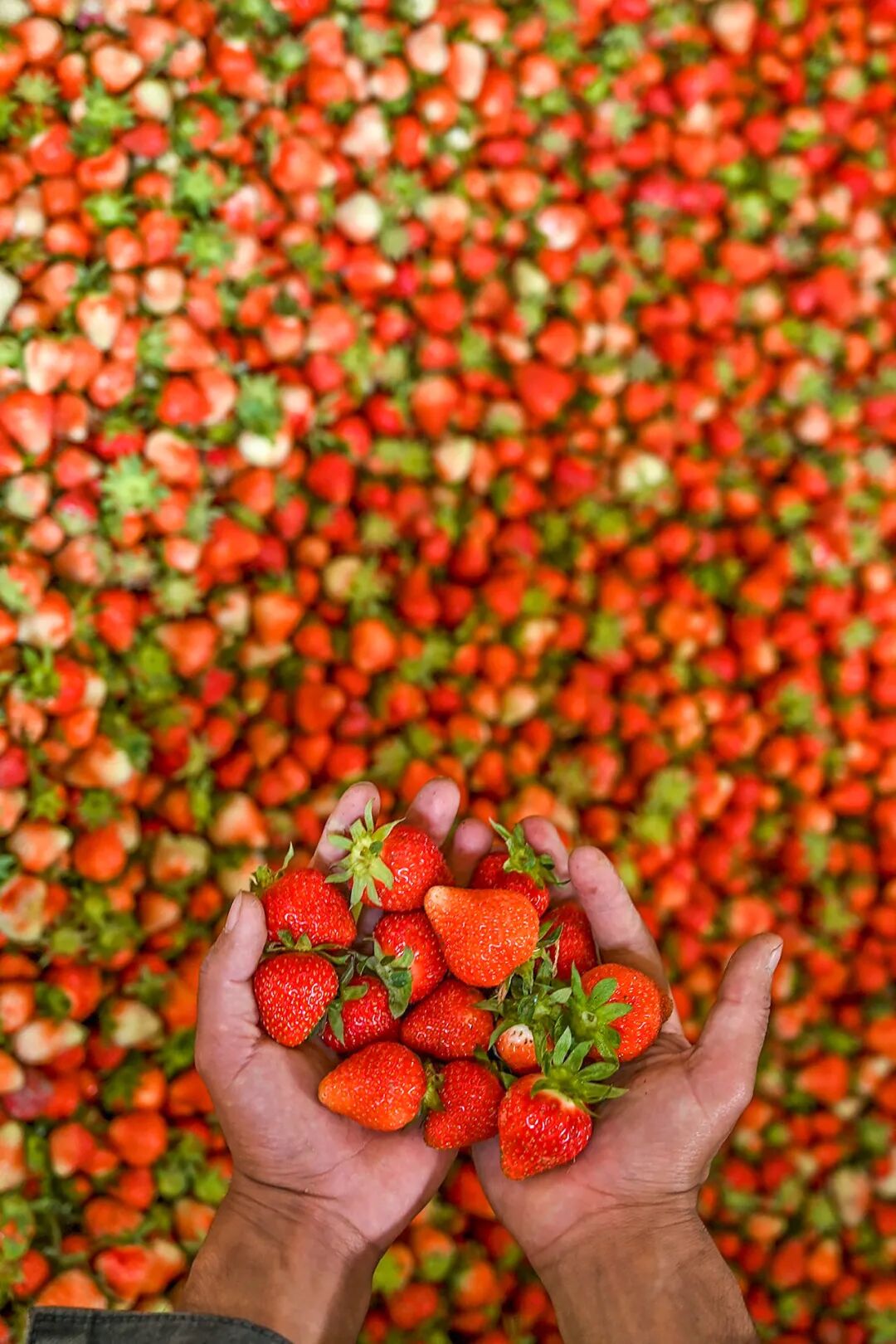 Image related to China's Fruit Lovers' Ultimate Year-End Ranking: Which Tops the List?
