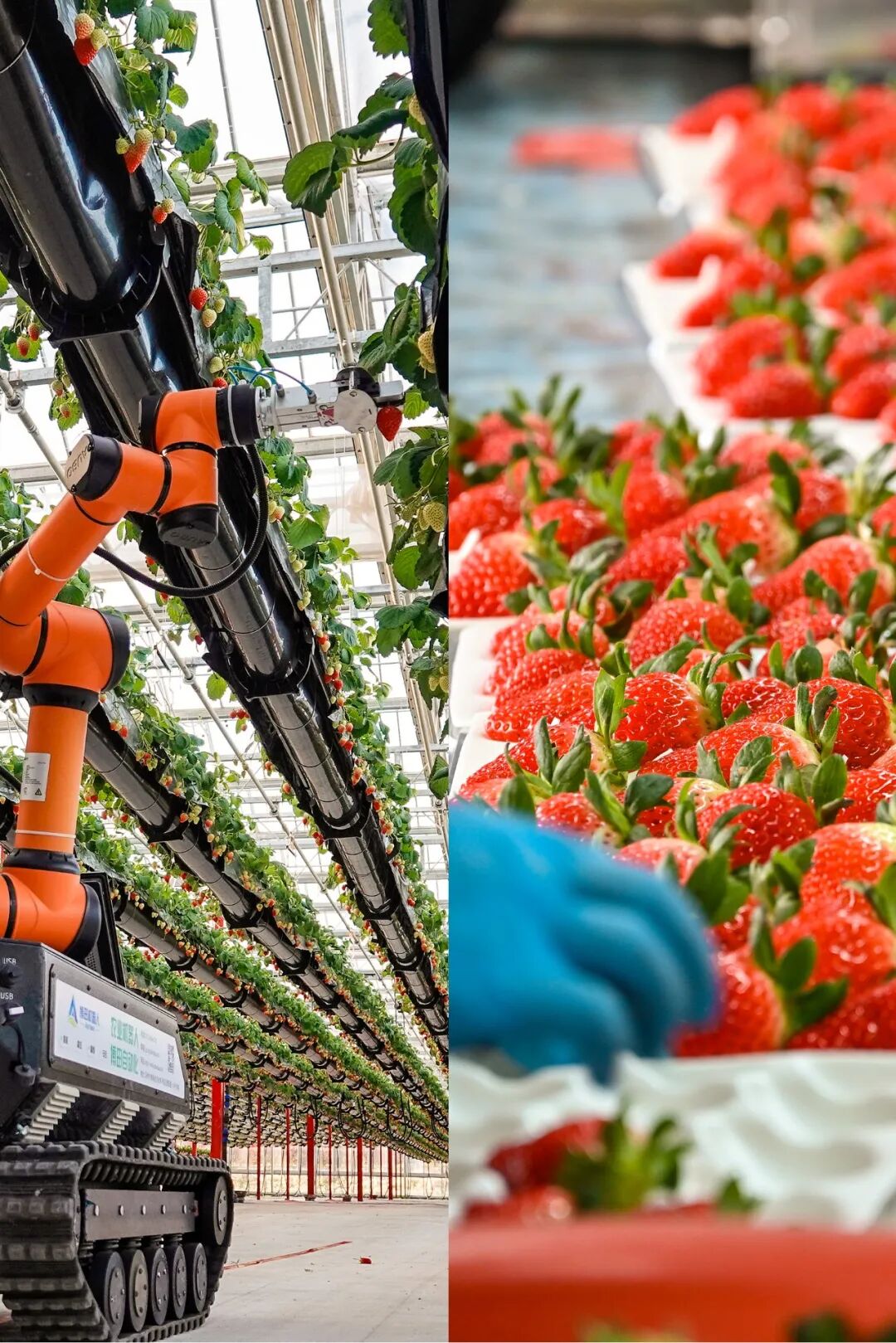 Image related to China's Fruit Lovers' Ultimate Year-End Ranking: Which Tops the List?