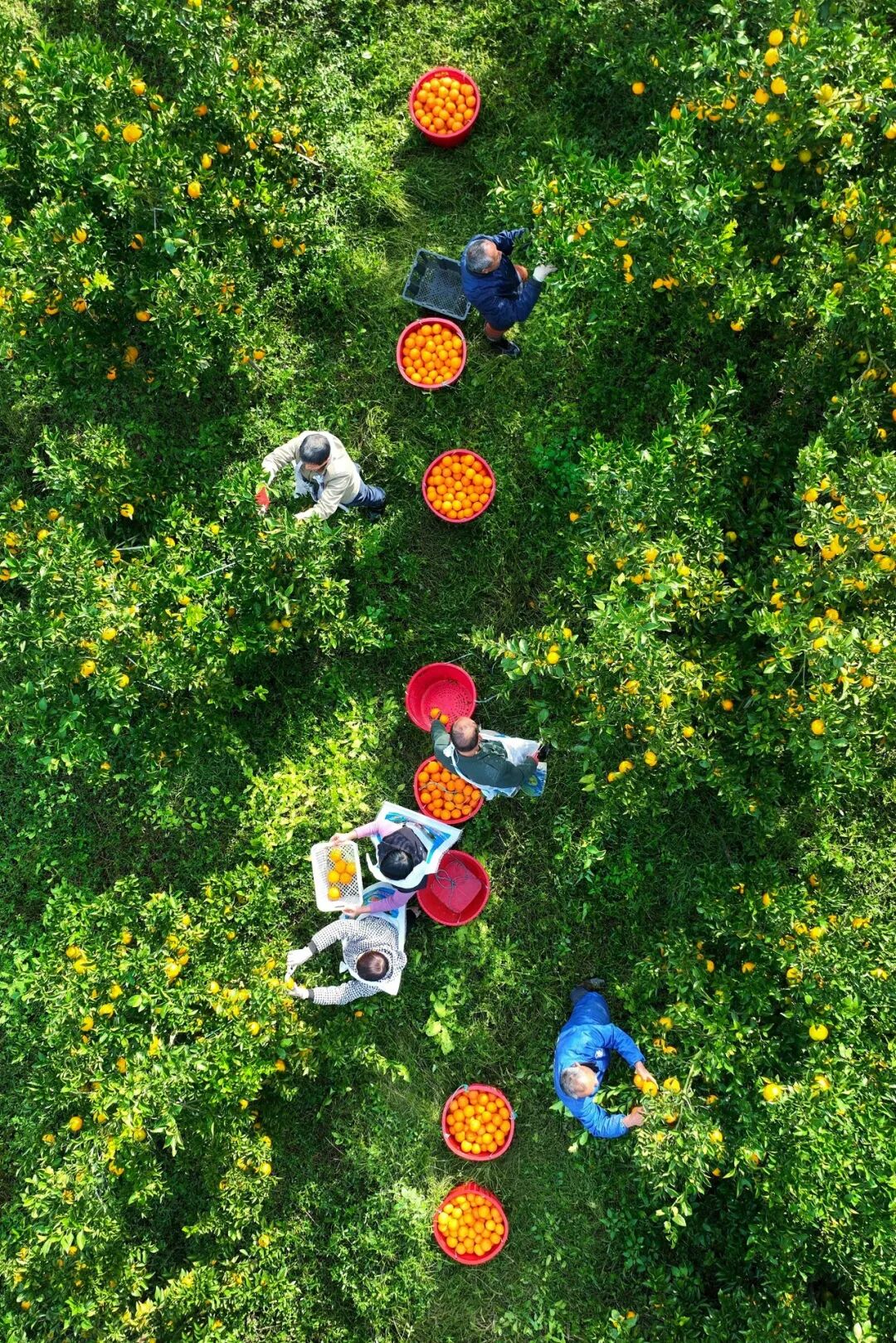 Image related to China's Fruit Lovers' Ultimate Year-End Ranking: Which Tops the List?