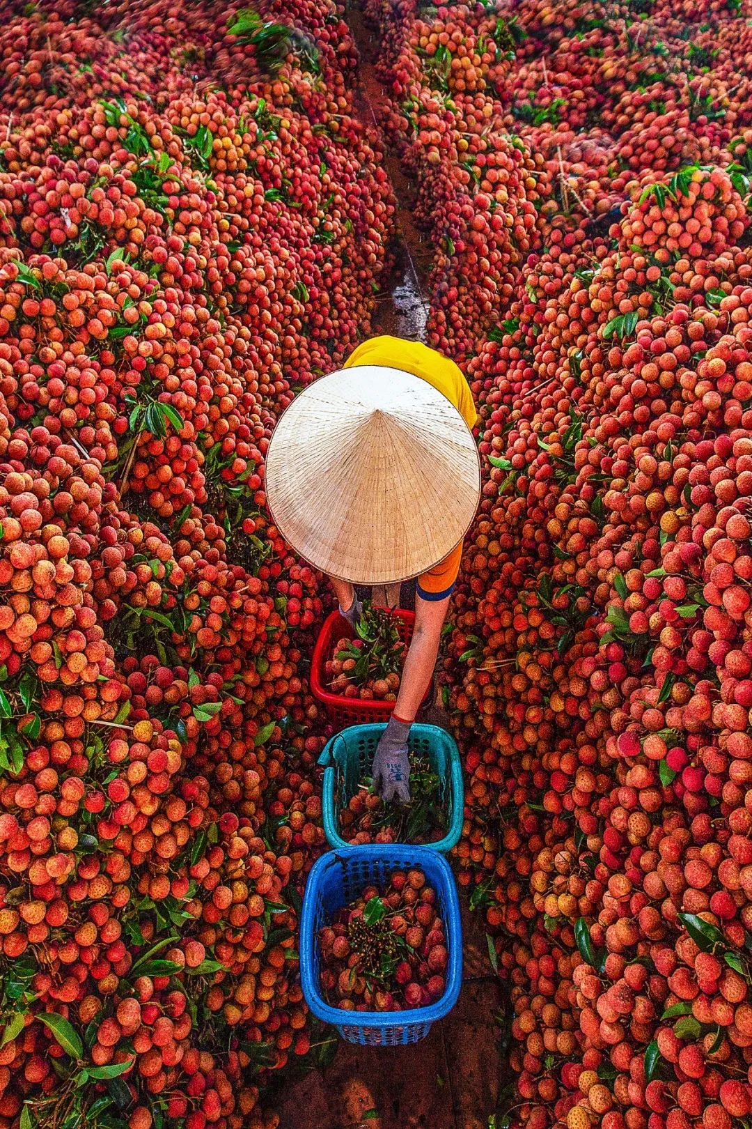 Image related to China's Fruit Lovers' Ultimate Year-End Ranking: Which Tops the List?