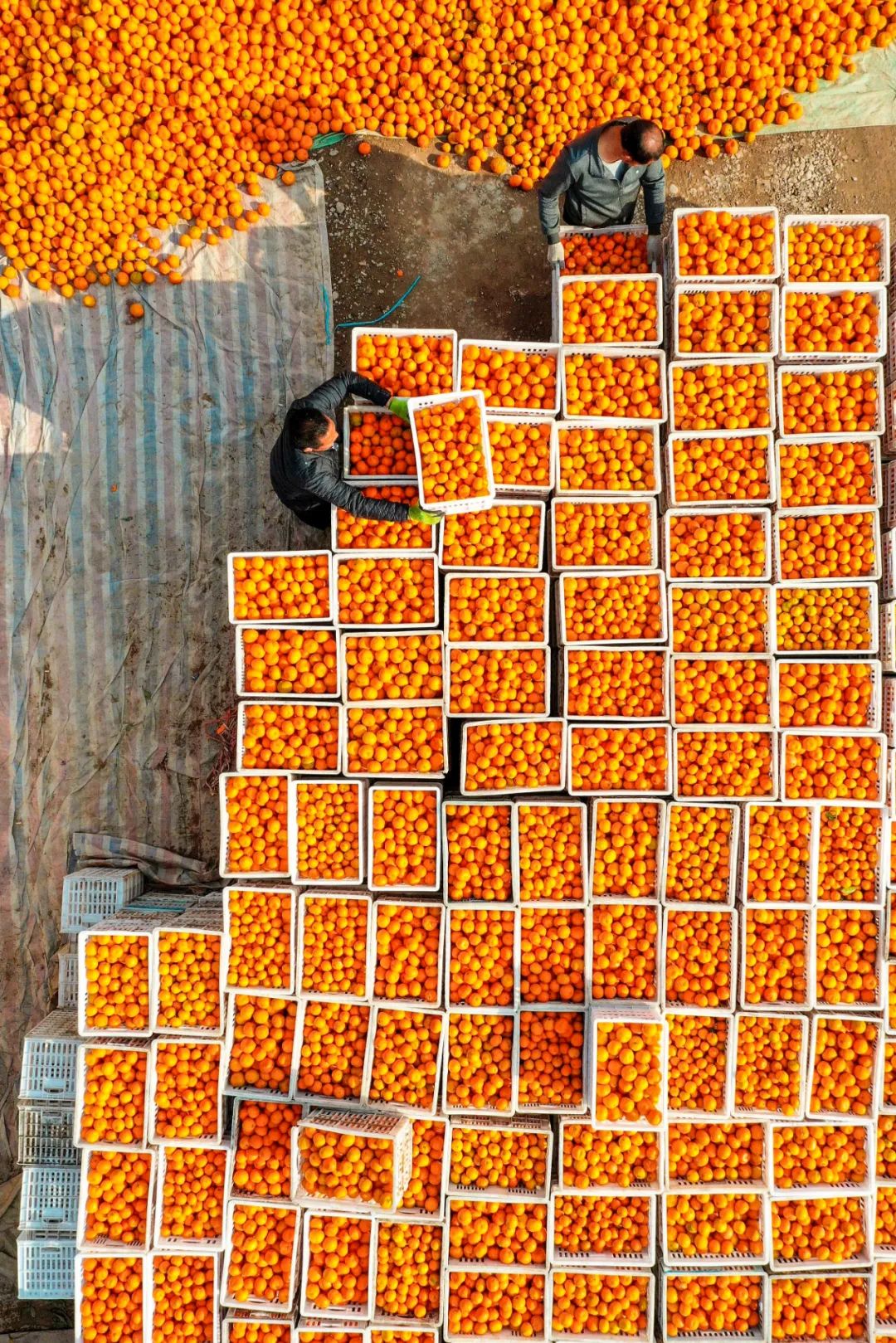 Image related to China's Fruit Lovers' Ultimate Year-End Ranking: Which Tops the List?