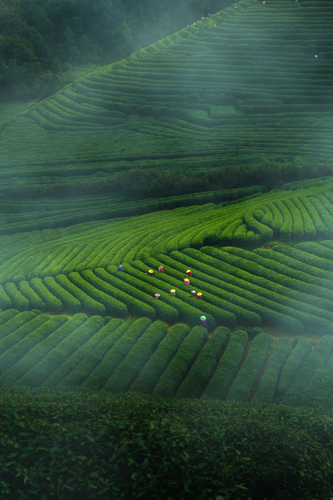 Image related to April Calls for Tea: A Guide to China's Freshest Spring Tea Origins