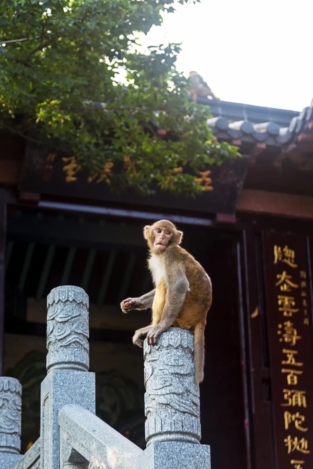 Image related to Surprise! Sun Wukong’s Hometown Is Actually Jiangsu’s Top Seafood City