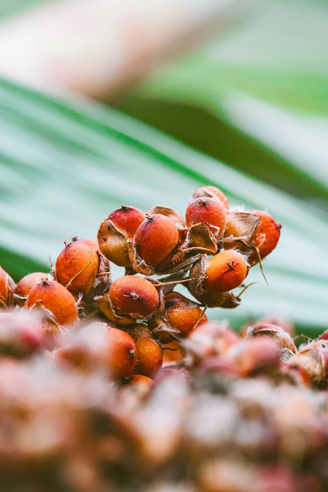 Image related to Why Is the Sorghum in the City of Wine So Red?